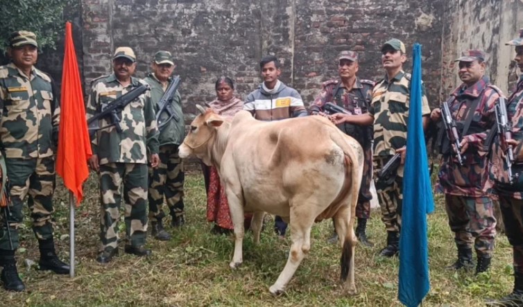 বিএসএফের কাছে বাংলাদেশে চলে আসা ভারতীয় গরু হস্তান্তর করছে বিজিবি। ছবি : 