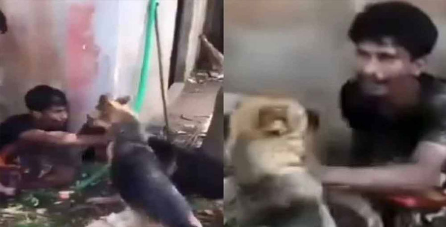 চুরির অভিযোগে যুবকের ওপর কুকুর লেলিয়ে বর্বর নির্যাতন, কুমিল্লায় আটক ৩