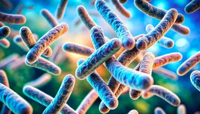 রংপুরে অ্যানথ্রাক্সে শতাধিক গরুর মৃত্যু, আক্রান্ত অর্ধশতাধিক মানুষ